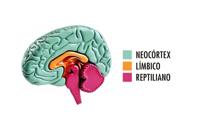 Neurociência 5 768x432 1